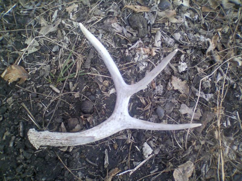 sheds14