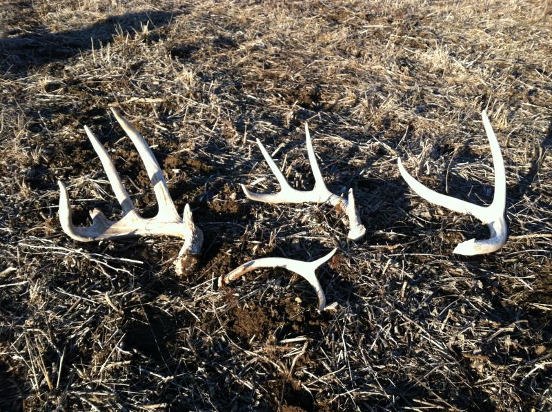 sheds2