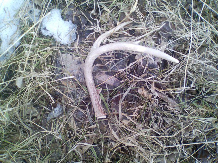 sheds3
