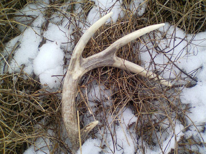 sheds4