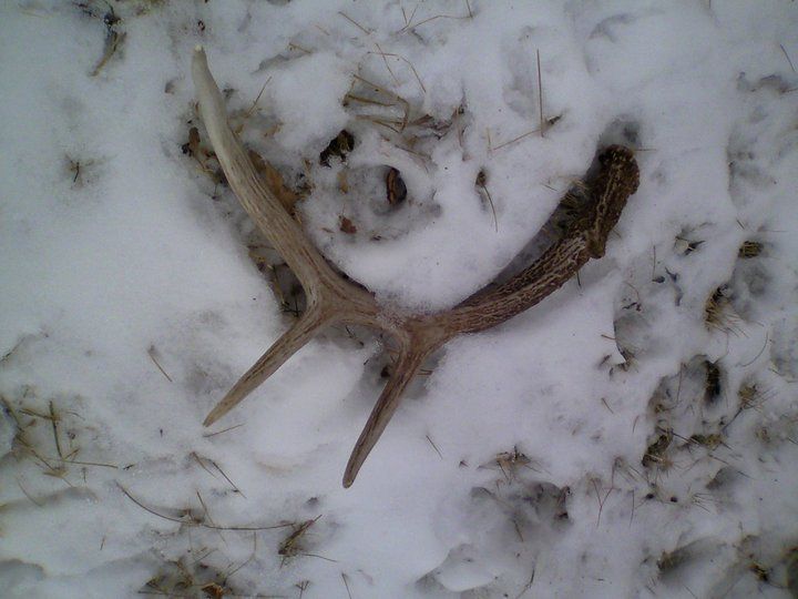sheds5