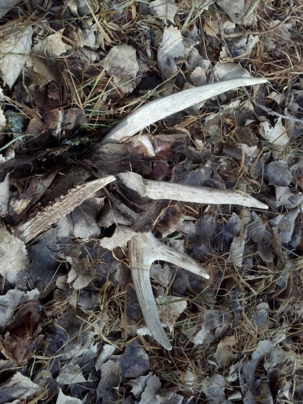 sheds7