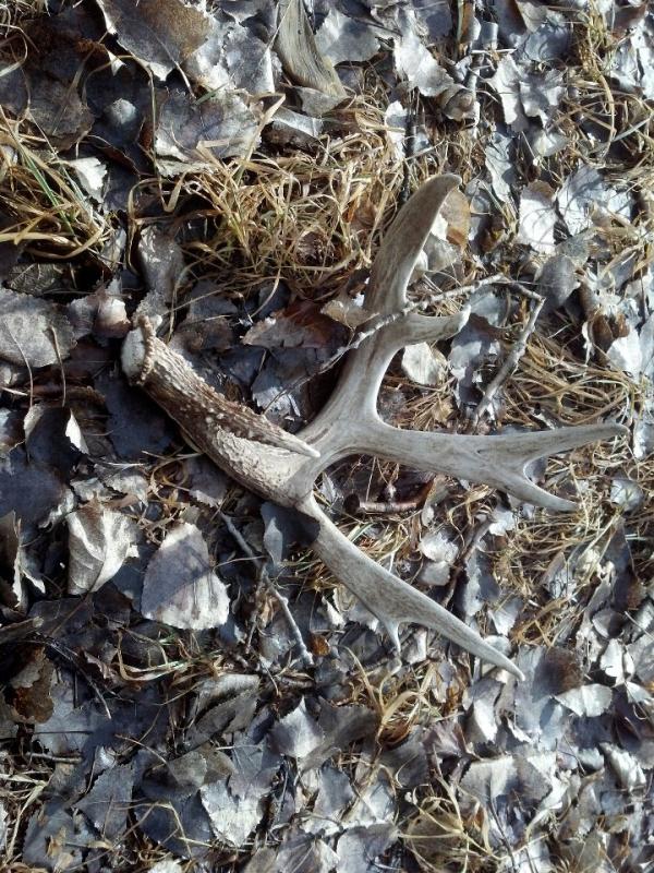 sheds8