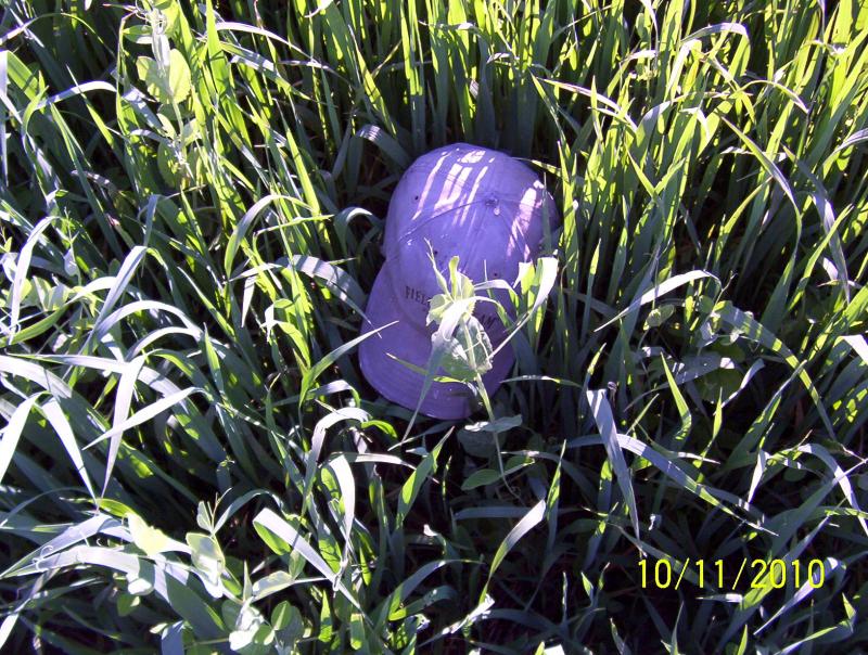 show plot 1