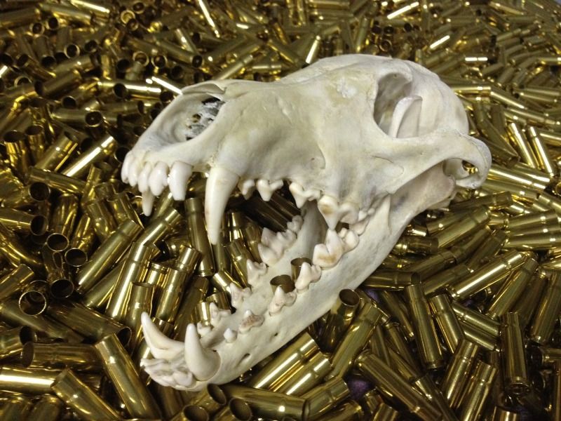 Skull brass