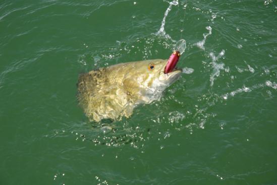 Smallie Jump (IW)