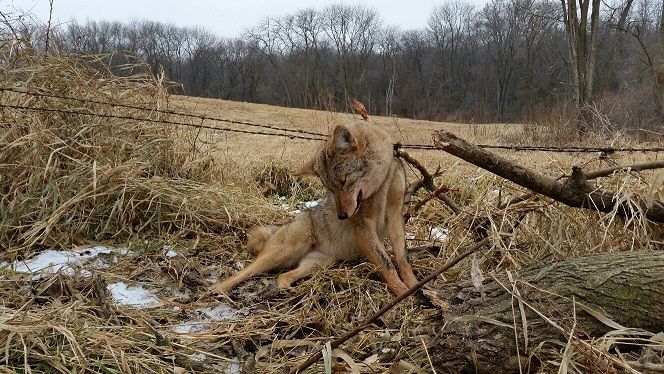 Snare yote