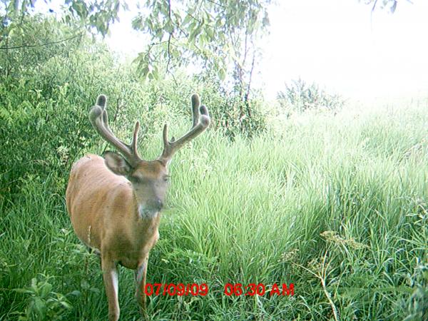 South WC Early July 09