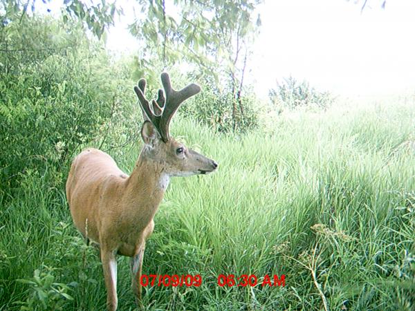 South WC Early July 09