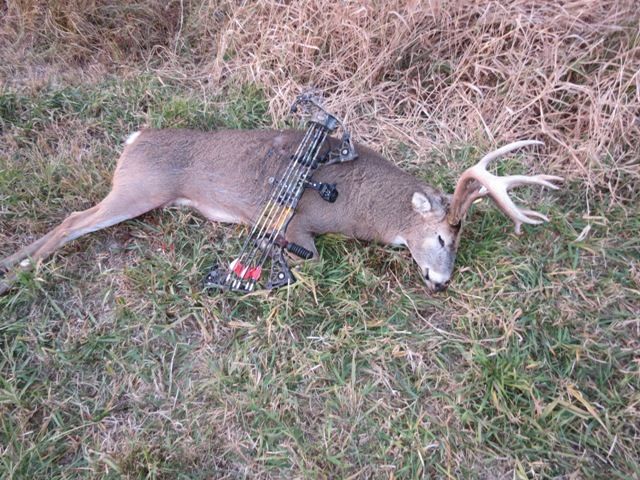 Southerniowa Bow Buck