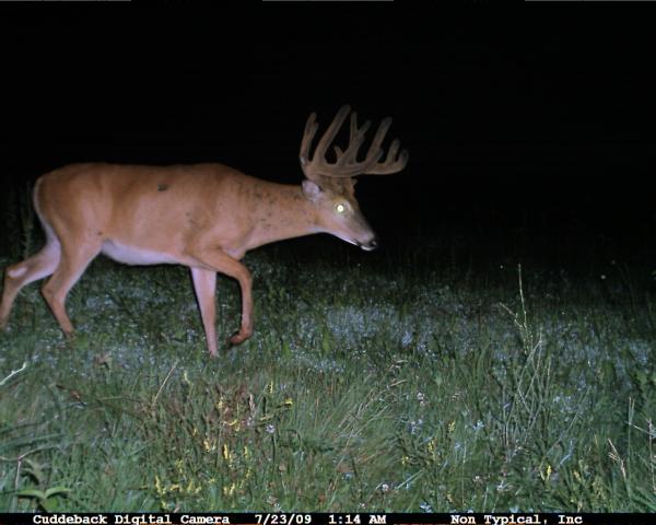 Split G-2 Buck 09