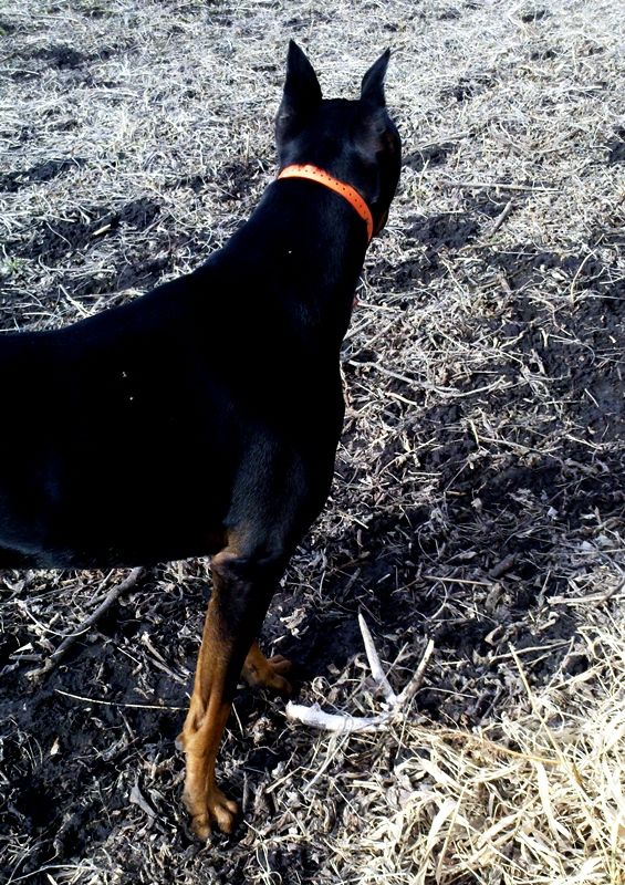 Spring 2012  Shed Hunting