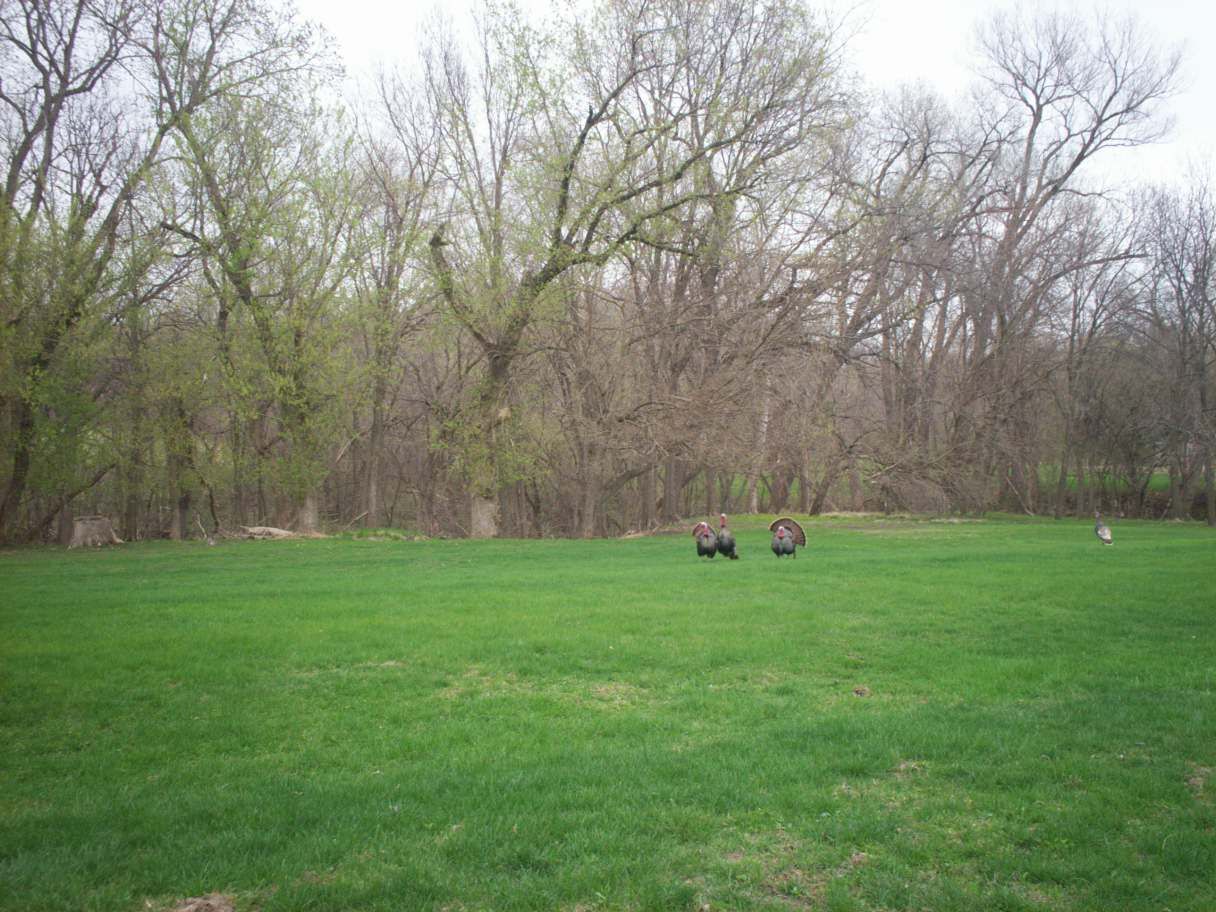 Spring Turkeys