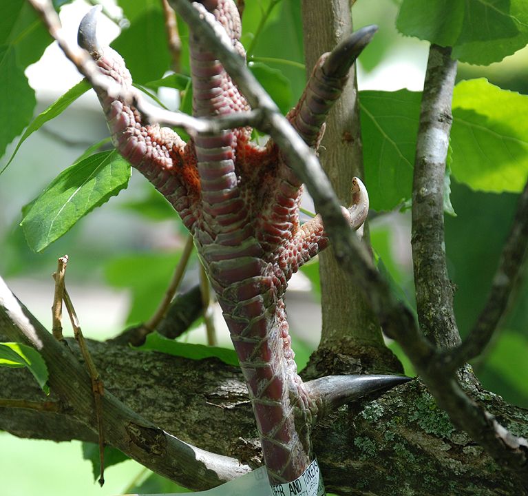 Spur Hanging