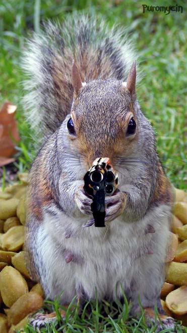 SquirrelGun[1]