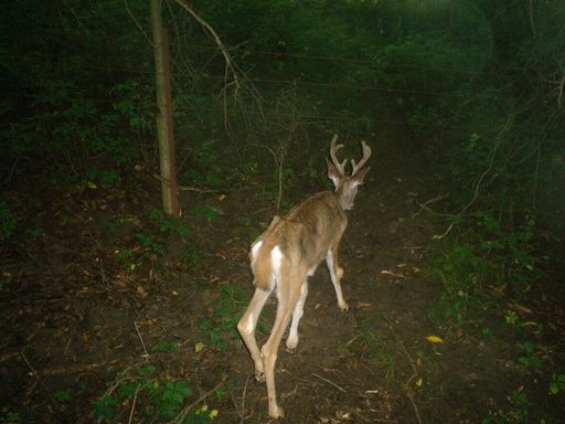 Starving Deer