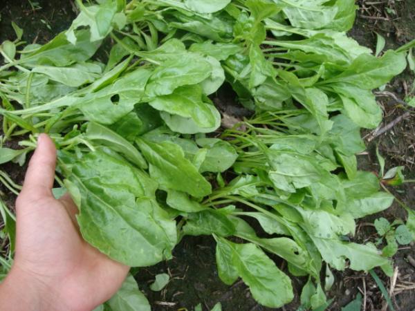 sugar beets hailed on 003