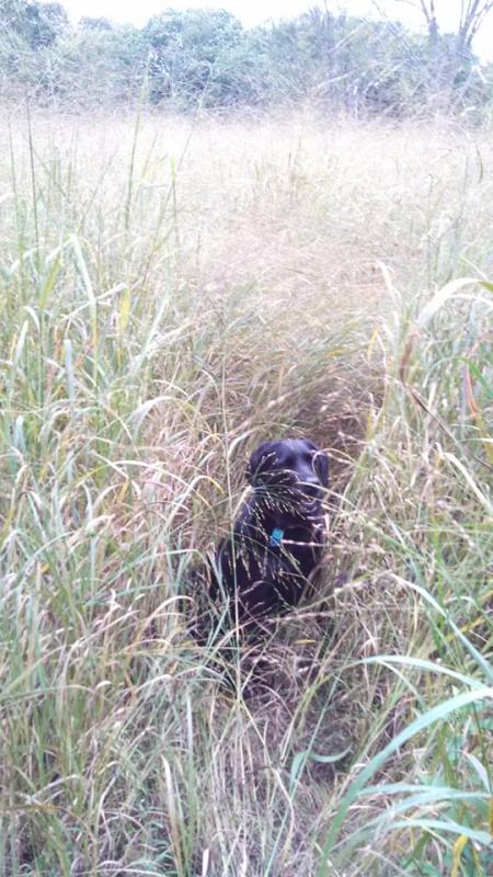Switchgrass Field