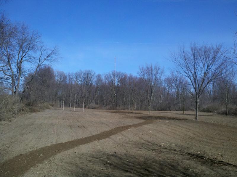 Switchgrass  ready to frost seed