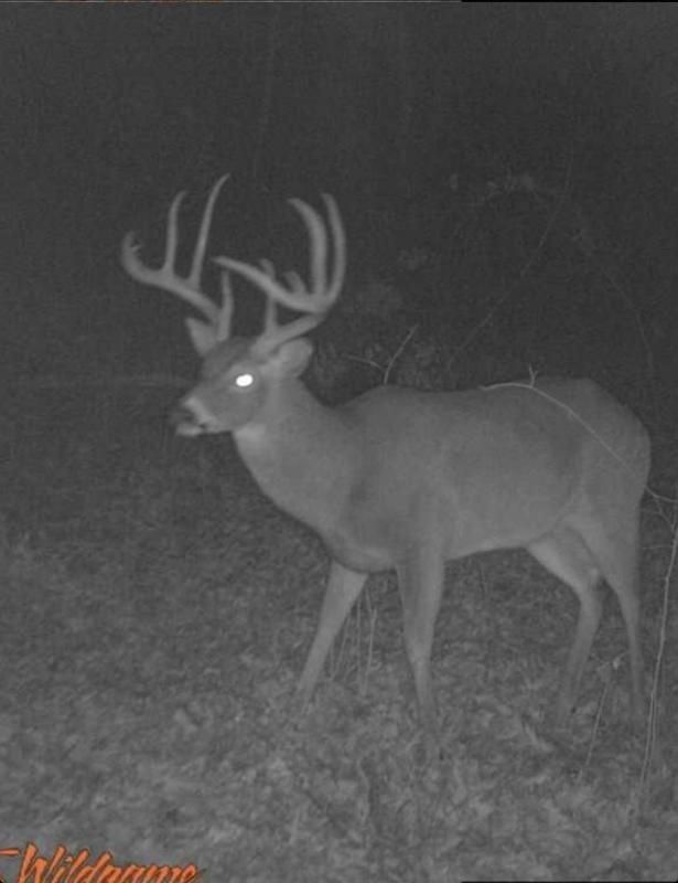 Target buck