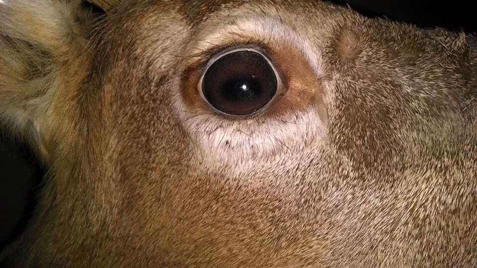 Taxidermy