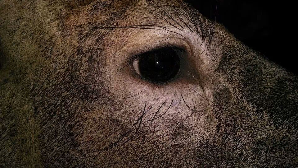 Taxidermy