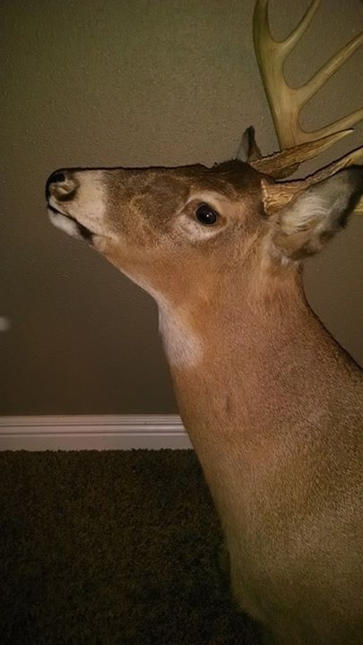 Taxidermy