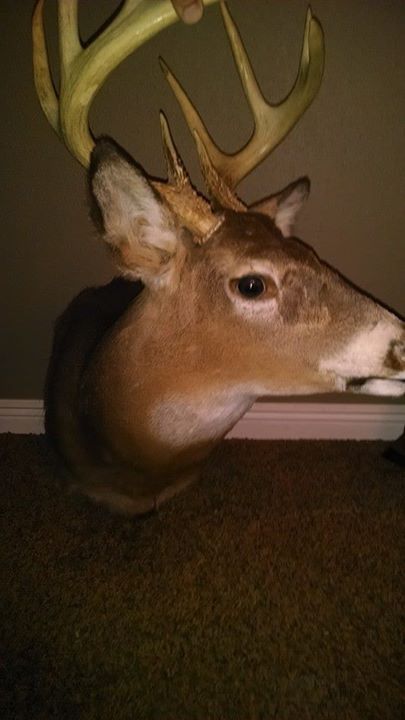 Taxidermy