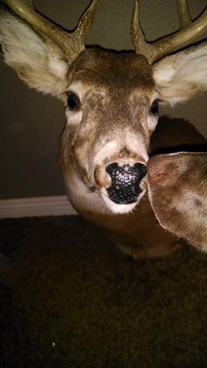 Taxidermy