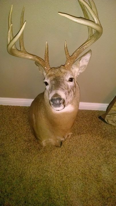 Taxidermy