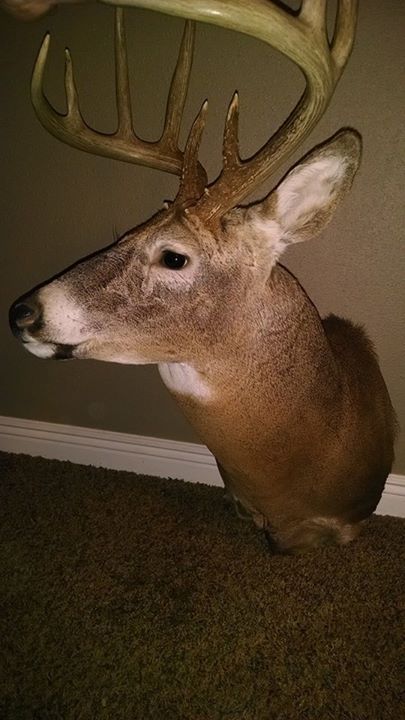 Taxidermy