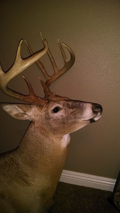Taxidermy