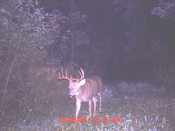 Ten Pointer On Trail Cam