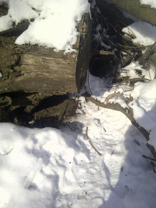 The antler trap I used this year.  Had a big tree pile with this stump elevated above the ground, so threw a bunch of seed under it, and sure enough,