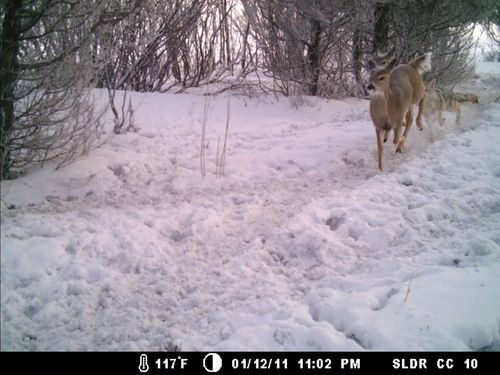 The Chase

This photo was sent to me via email. I don’t have any idea who’s trailcam this photo came from and my buddy sending it didn’t know either