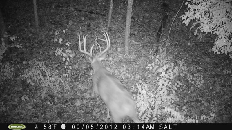 The perfect thing you want to see on your trail camera..