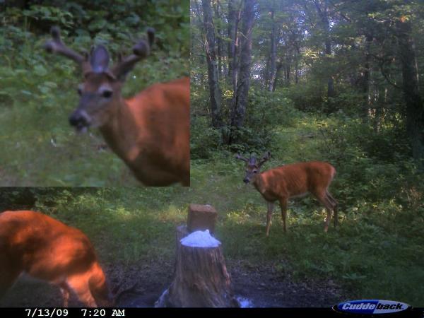 The WTF Buck