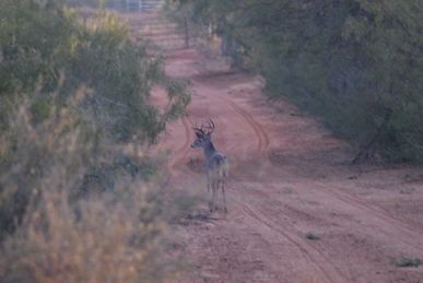 This basket 8 point was too small for my brother-in-law's management plan in south Texas.