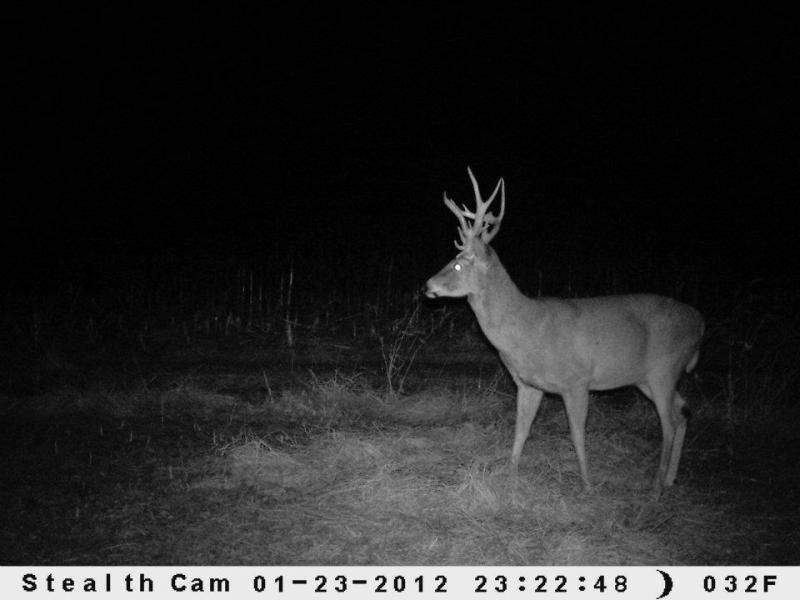 This bucks name is "Beamer". I almost killed him 2 years ago. I found those sheds and belive he was 3 1/2 years old. I had an encounter with him the f