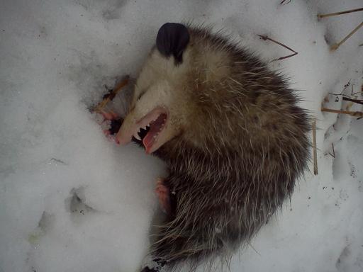 This guy wasn't to excited about the sheds!