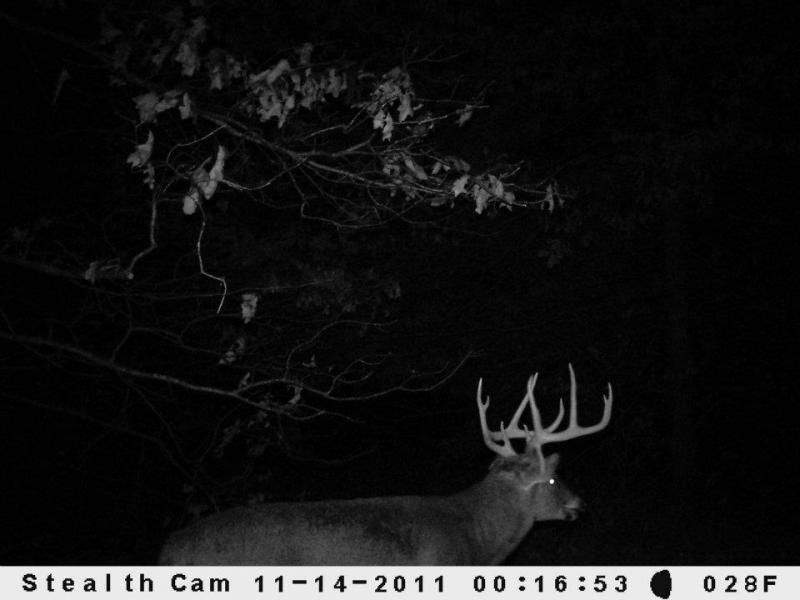 This is "The Drop Tine 9". I saw this buck one time during mid to late November. This is a new buck to the area as far as I know. And I have never fou