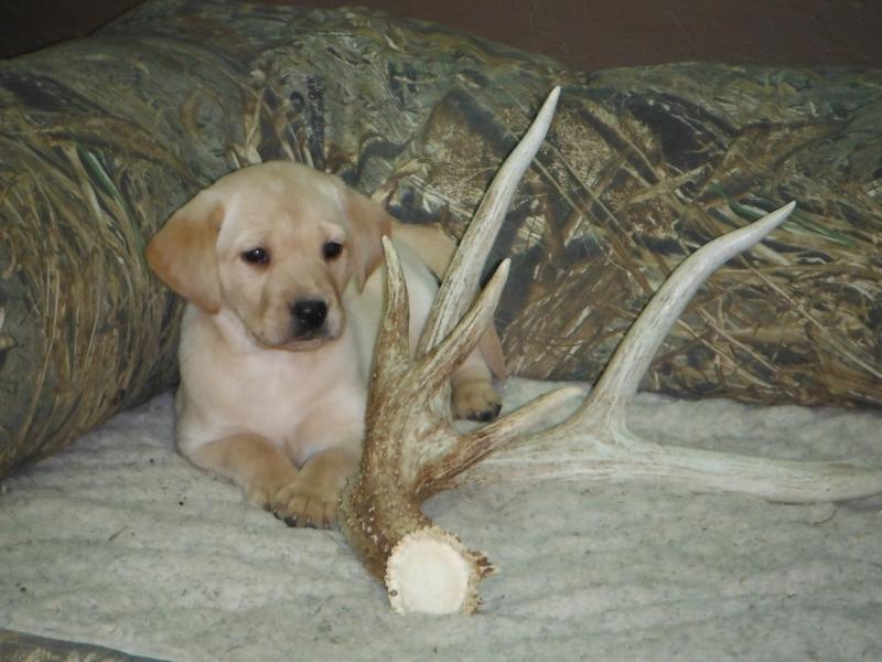 This pup wins....don't touch my antler !