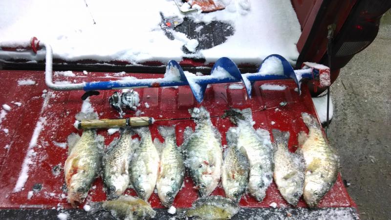 This was one whole nights hual, December 13 during a snow storm. Smallest ones in the bunch are the gills(6"), a 8" crappie squeezed onto the ice. The