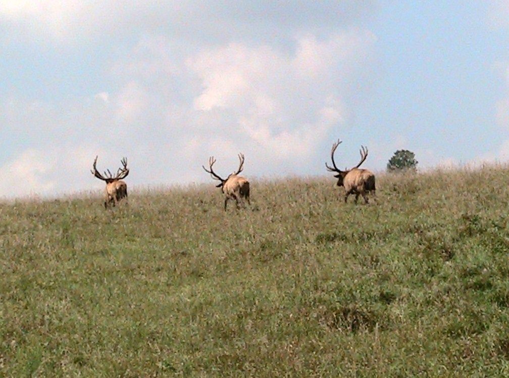 three giants