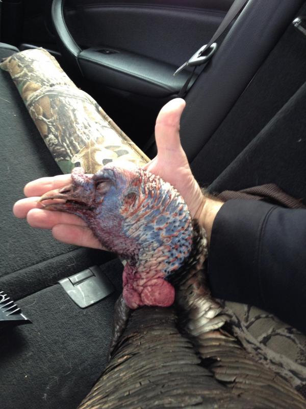 Tom's huge turkey's head