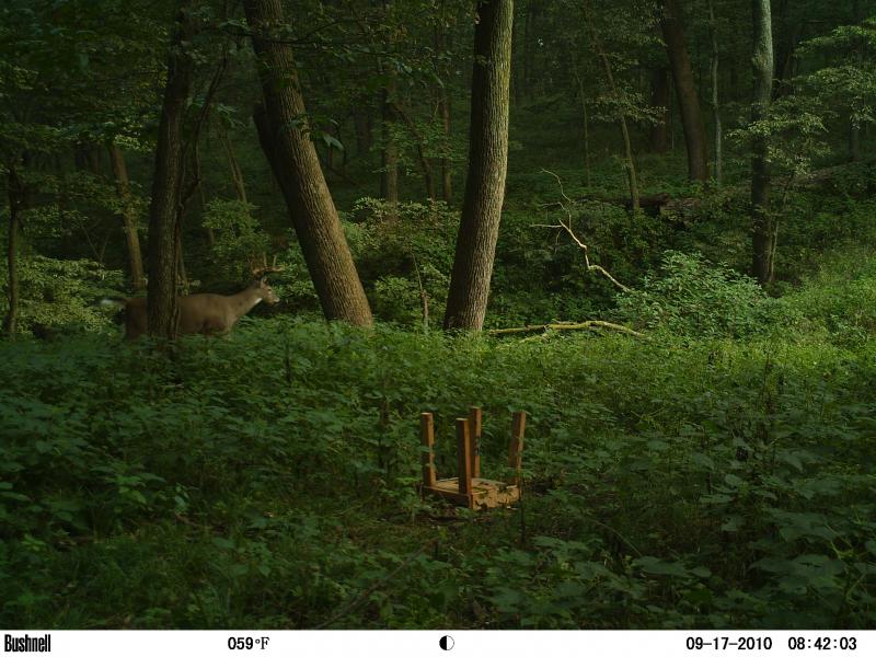 Top Timber 945