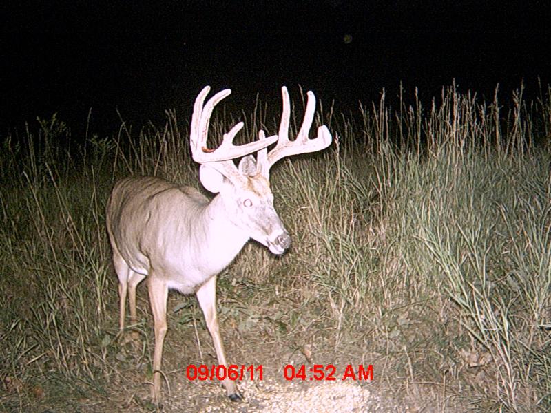 trail cam 051