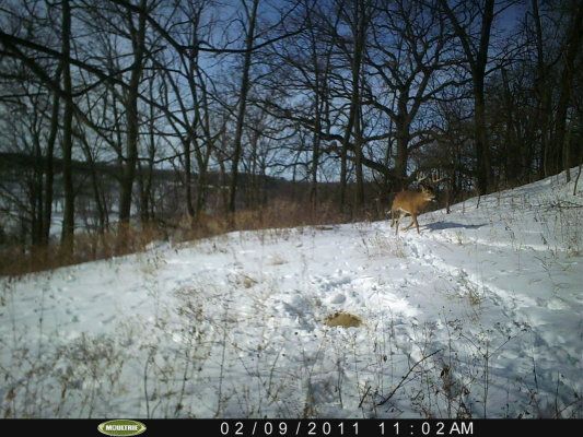 Trail Cam 1