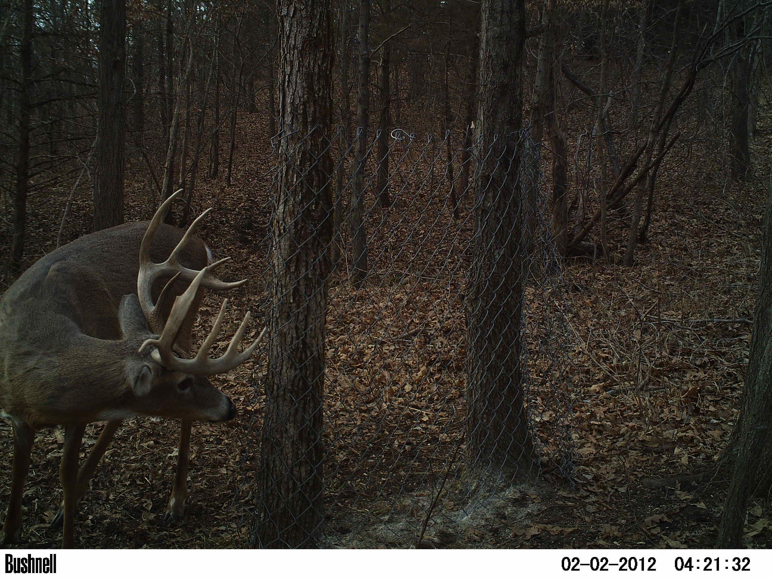 Trail Cam 2