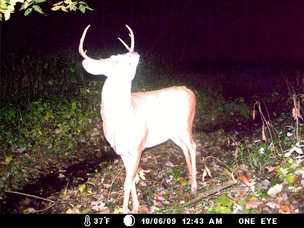 trail cam 2009 013